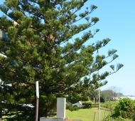 gold-coast-bilinga-2